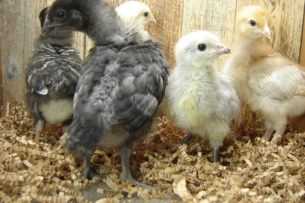 5 Pullet Chicks Week 2 - Steel Blue, Barred Rock, Amber White, Lavendar Orpington, & Gold Comet